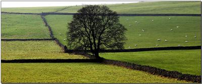 Lone Tree .jpg