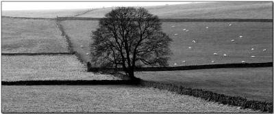 Sheep and tree.jpg