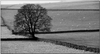 Tree and sheep.jpg