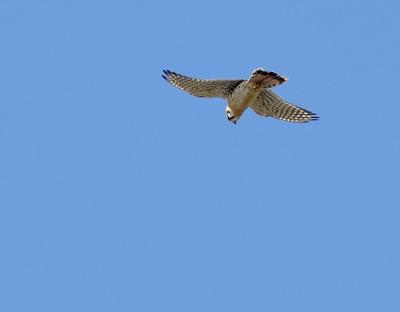 Is this a kestral?