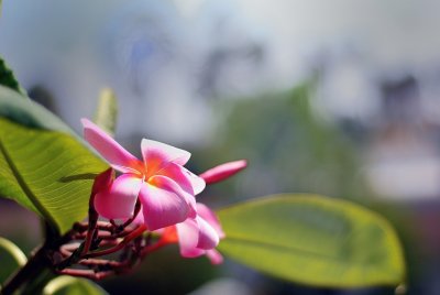DSC_0040.jpg