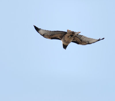 DSC_0066.jpg