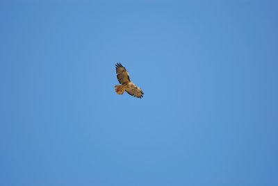 DSC_0096.jpg
