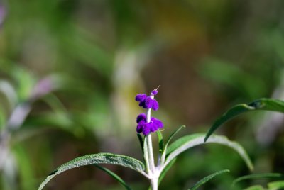 DSC_0051.jpg