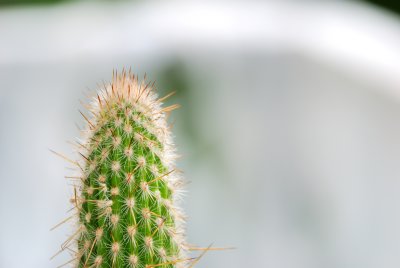 DSC_0105.jpg