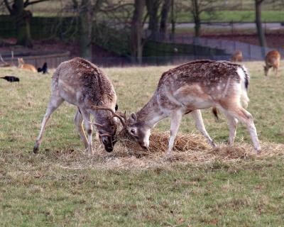 g3/78/397278/3/55415344.Zoo103ed.jpg