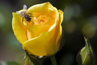Someone is a busy bee today. Hint: It's not me.