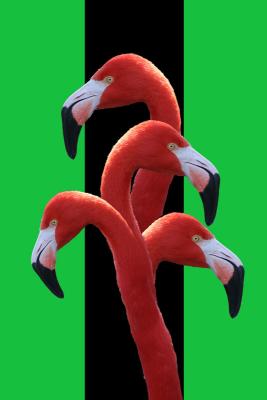 Flamingo Nation