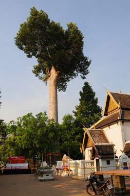 Wat Chedi Luang
