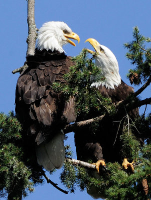Eagles_2220_800.jpg