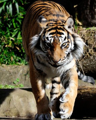 Woodland Park Zoo - March 2010