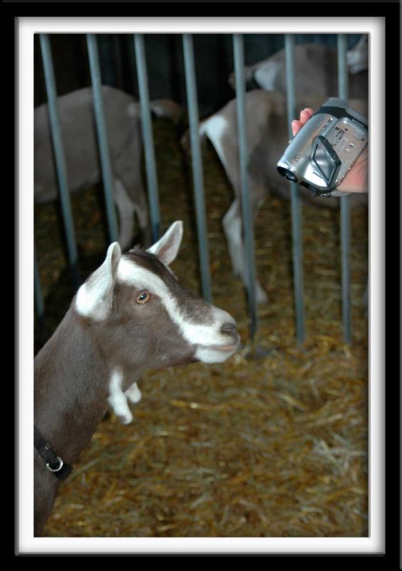 Goat eyes Video Recorder