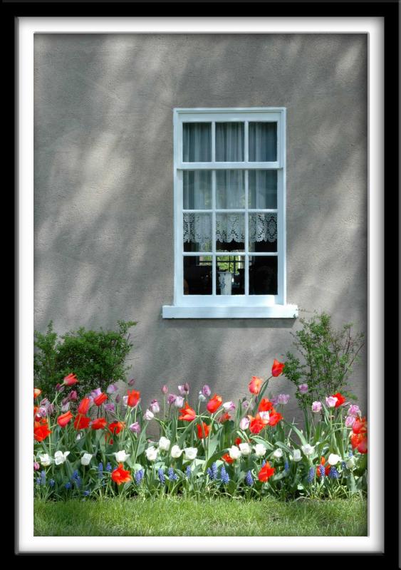 Window and Wall of Tulips