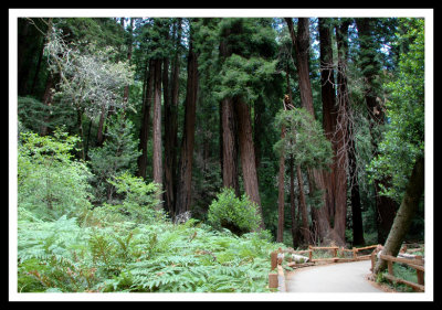 Path Through Muir Woods
