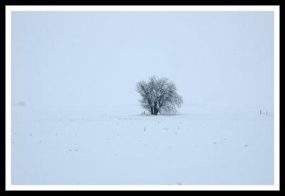 Lone Tree in Blizzard