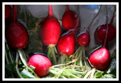 Radishes