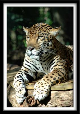 Jaguar Pose
