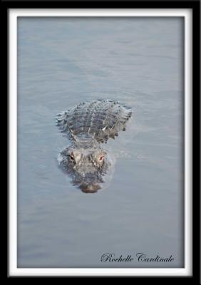 Alligator Hanging Out