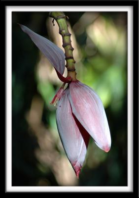 g3/78/455178/3/56502422.BananaPlant_resize.jpg