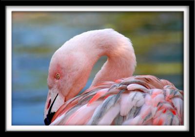 Flamingo in Boa