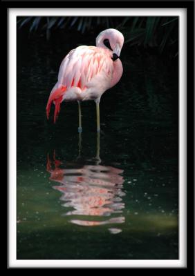Flamingo in Reflection