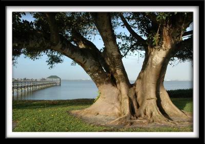 Florida Tree and Dock