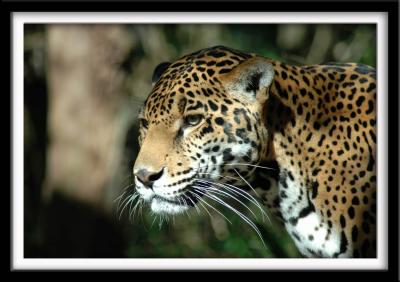 Jaguar in Profile
