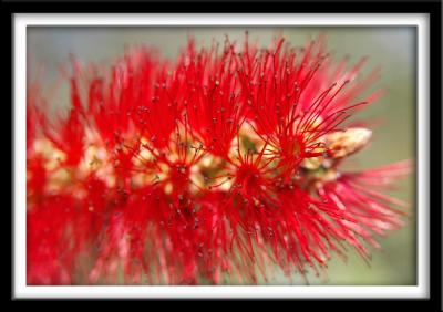 Red Hairbrush