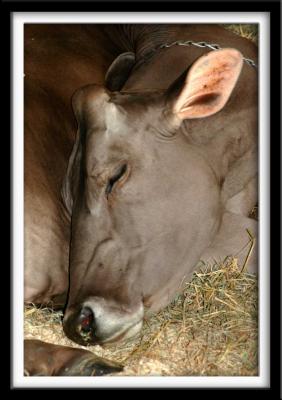 Sleeping Cow