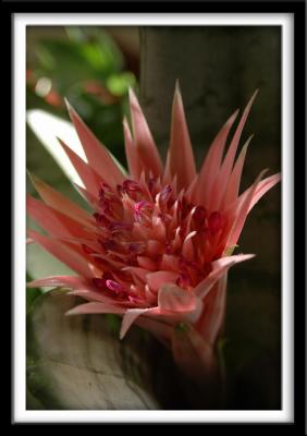 Pretty Flower at Hotel