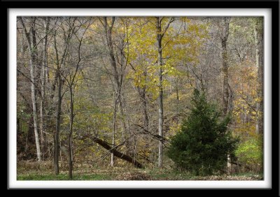 Woods Abstract