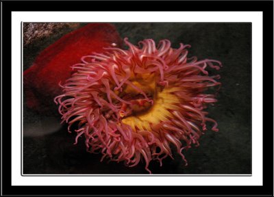 Hanging Anemone