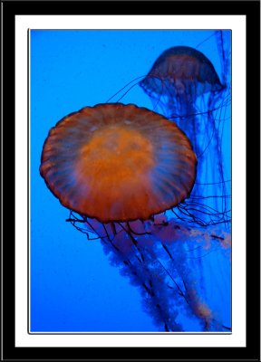 Round Jellyfish