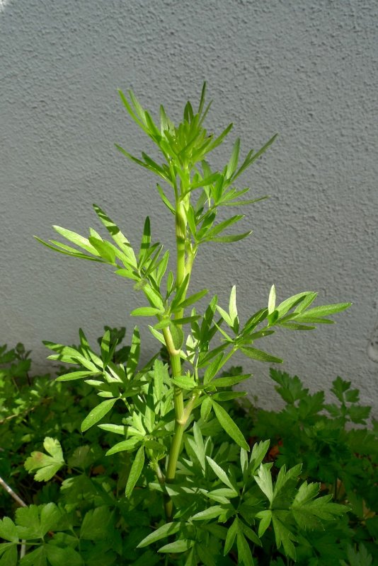 Petroselinum neapolitanum