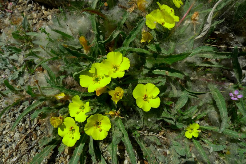 California Suncups