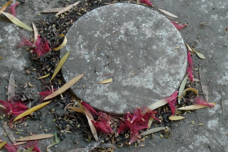 Birdbath in the Time of Drought