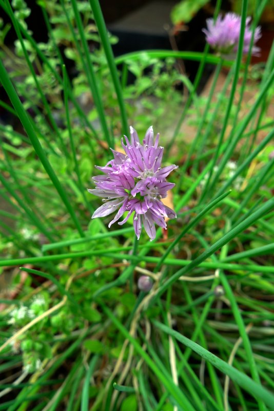 Chives