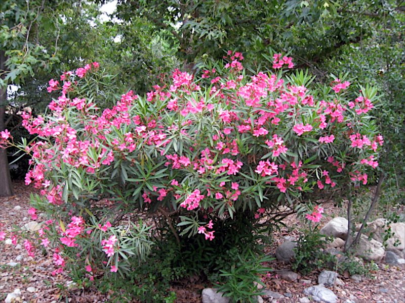 Oleander