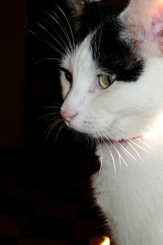 Smug Cat