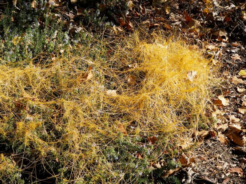 Dodder, Study #1
