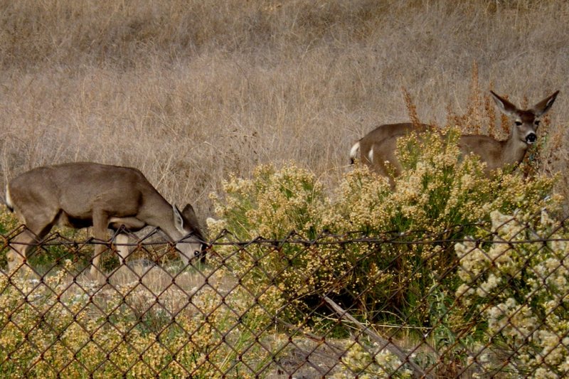 Deer in Claremont