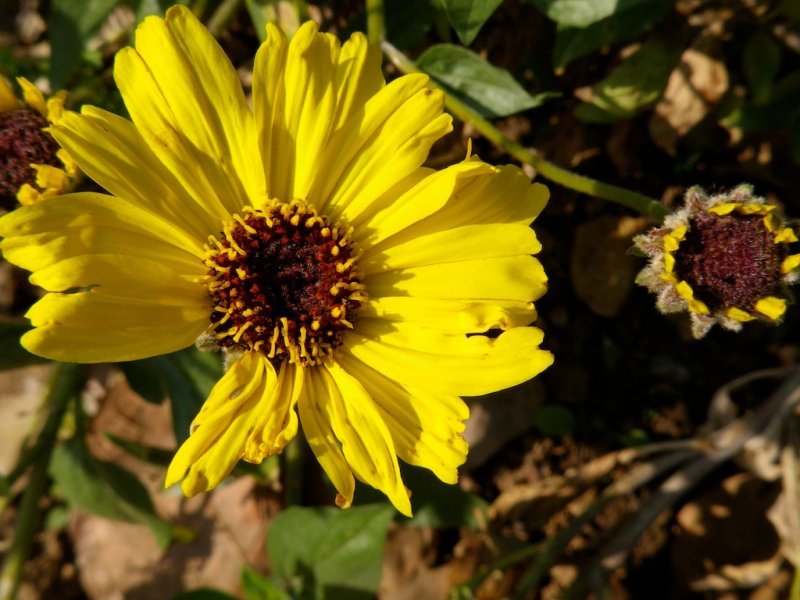 Tattered Sunflower