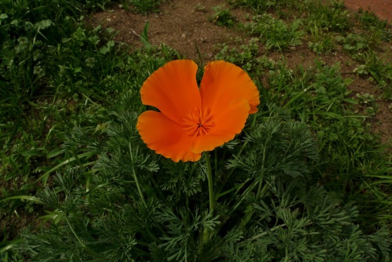 First Poppy (2010)