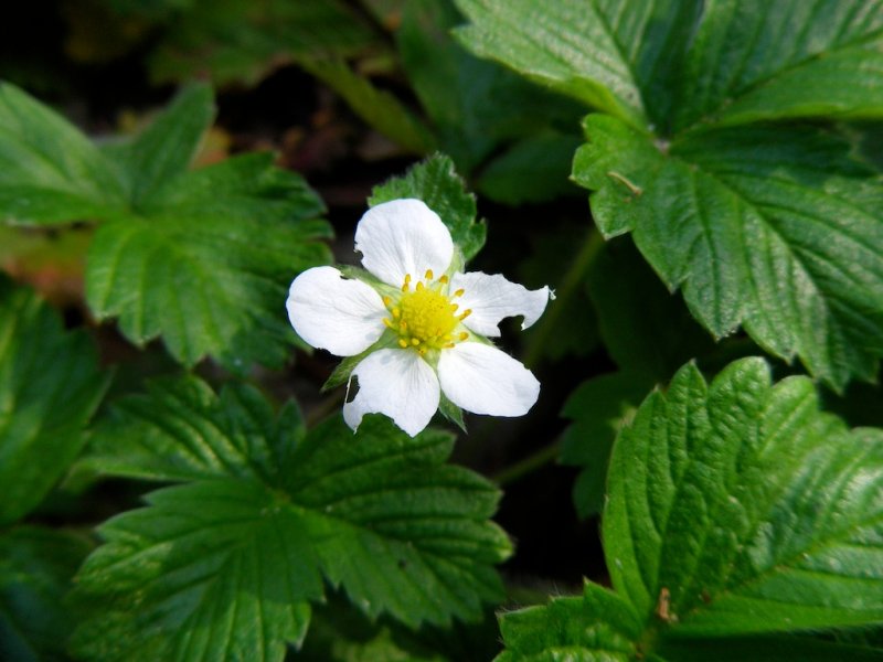 Wild Strawberry