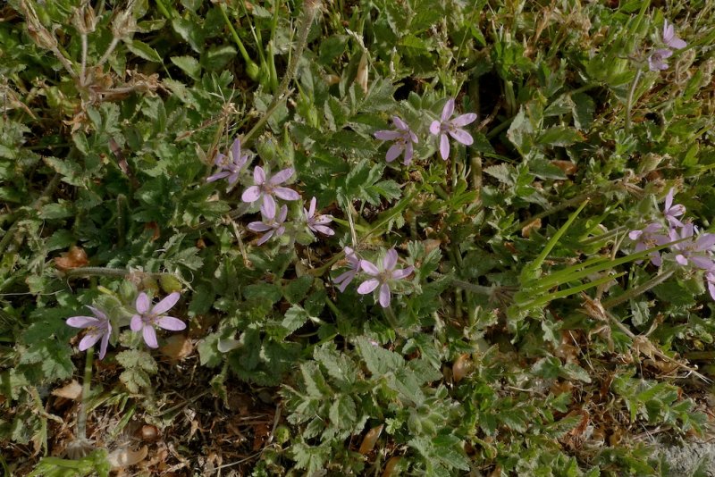 Erodium