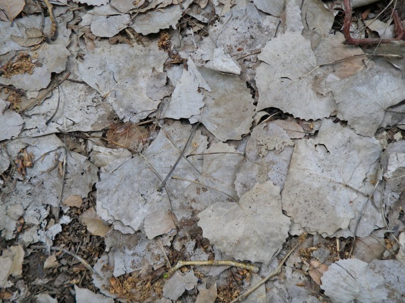 Cottonwood Leaves