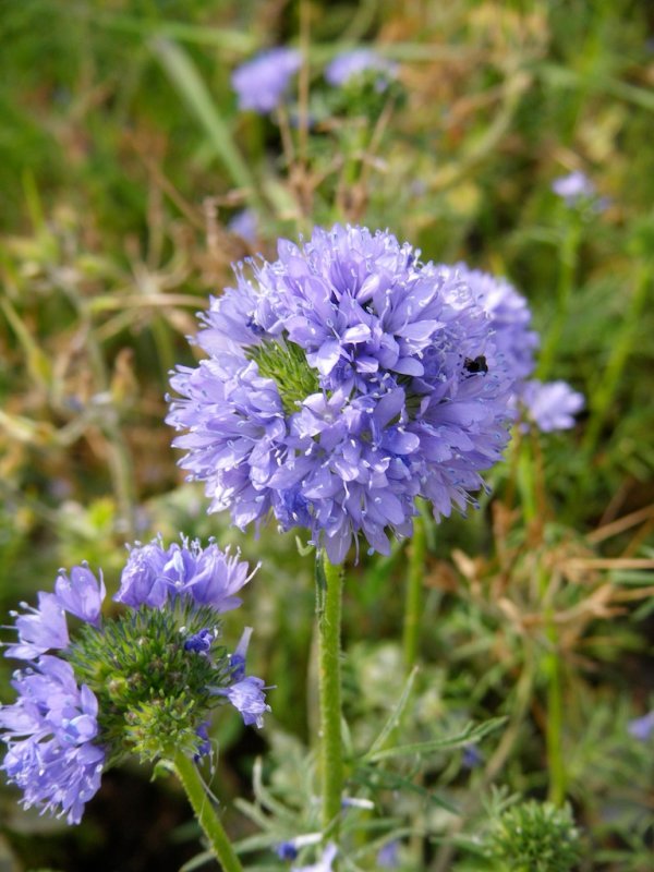 Gilia capitata