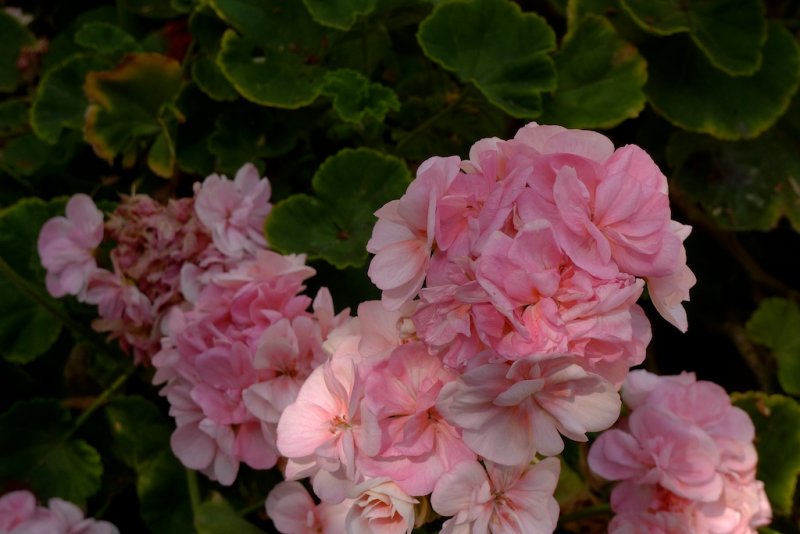 Geraniums