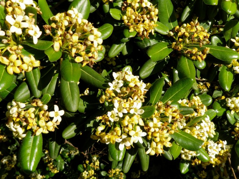 Pittosporum