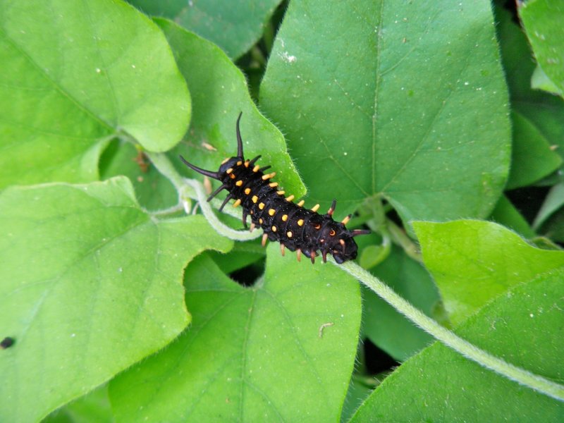 Caterpillar on Pipevine